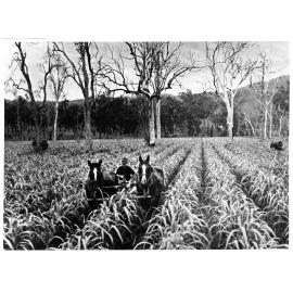 Harrowing sugarcane, Lower Burdekint, 1938