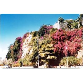 Bougainvillea on the Strand, Townsville, 1963