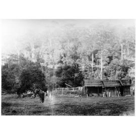 Johnson's clearing, Mount Spec 
