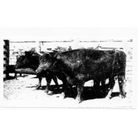 First prize - pen of "freezers" (Devons) from Bluff Downs at the Charters Towers show, 1906