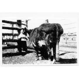 The fattest cow at the Charters Towers show, 1906. Bred on Lammermoor Station