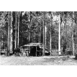 Bush hut, Hervey's Range, ca.1900 
