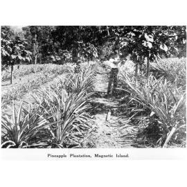 Pineapple plantation at Nelly Bay, Magnetic Island, December 1929. 
