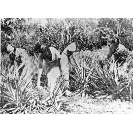 Picking pineapples on a plantation at Horseshoe Bay, Magnetic Island. 