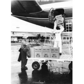 Live fish intended for release into Paluma Dam, being unloaded at Townsville airport, Garbutt. 