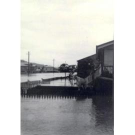 [A goat taking refuge in the back of a utility during the Townsville flood of March 1946] 
