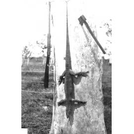 Dead goanna hanging with an axe and rifle on a tree at Weir State School, ca 1920 
