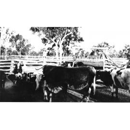 Cows in yard, with Ernie Kelso on horse in background, ca 1920 