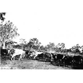 Cattle coming up to yards, ca 1921 