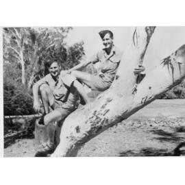 Clem Tribe and Jack Woodward on tree near Cloncurry, ca 1940 