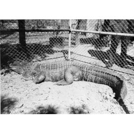 A crocodile at Mount St John Zoo, ca 1940 