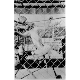 A monkey at Mount St John Zoo, ca 1940 