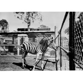 A zebra at Mount St John Zoo, ca 1940 