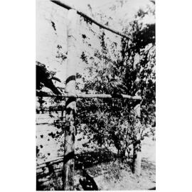 Eagles at Mount St John Zoo, Townsville, ca 1940 
