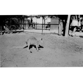 Grey kangaroo at Mount St John Zoo, ca 1940 
