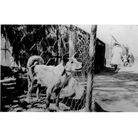 Dingo at Mount St John Zoo, ca 1940 