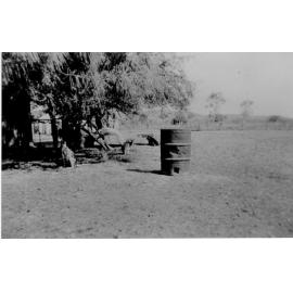 Kangaroos in the shade at Mount St John Zoo, ca 1940 