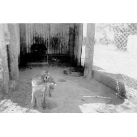 Brown fox at Mount St John Zoo, ca 1940 