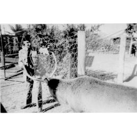 Deer at Mount St John Zoo, ca 1940 