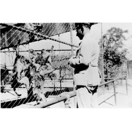 Feeding at the monkey enclosure at Mount St John Zoo, ca 1940 