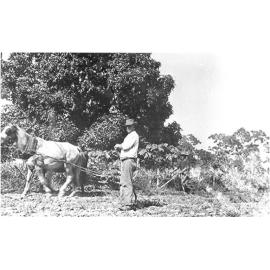 William Ireland and Billy Paterson ploughing gardens at Greenbower, ca 1918 