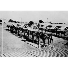 Horse Transport, Townsville Showgrounds, ca 1939 