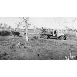 Feeding the cows during the drought, Laudham Park, 1946 