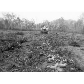 Ernie Kelso at his potato farm, ca 1950 