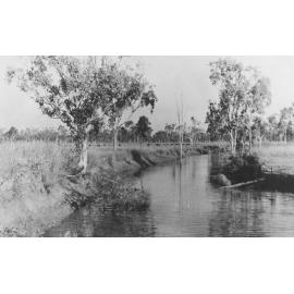 Nancarrow's Gully, with weaners in background, n.d. 