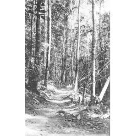 Mount Spec Road, survey pack track to mess camp ahead of roadworks, ca 1930 