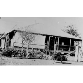 Clark River Telegraph Station with pet pig, ca 1938 