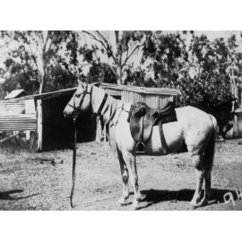 Jane Kelso's horse, "Tommy Dodd" featuring ribbons won at camp draft, ca 1941 