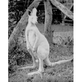 White kangaroo, ca 1944 