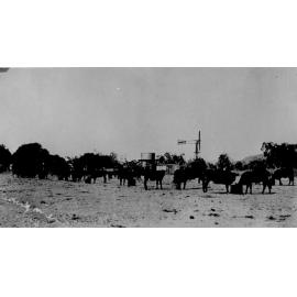 Cattle feeding in the park at Dick Kelso's, Laudham Park, ca 1946 