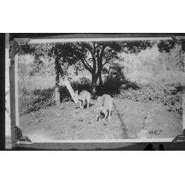 Kangaroos at Manton, 1942 