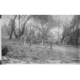 Kangaroos at Manton, ca 1942 