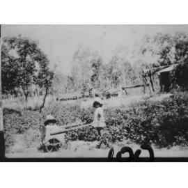 Pat Neville with Frank Neville in cart, Manton, 1930 