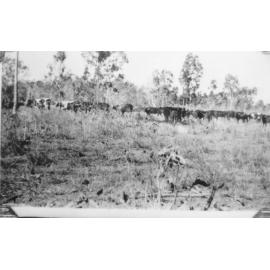 Mustering at Manton, ca 1944 