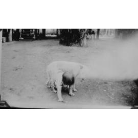 Molly Hogan with her dog, Antil Plains, ca 1920 