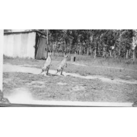 Kangaroos with car shed in background, Manton, 1943 