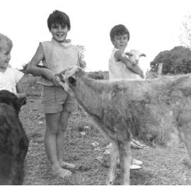Margaret, Elaine and Lynette Armstrong feeding calves at Reid River, ca 1960 