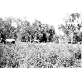 Mustering cattle at Manton, ca 1940 