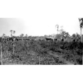 Windmill, top paddock, Manton, n.d. 