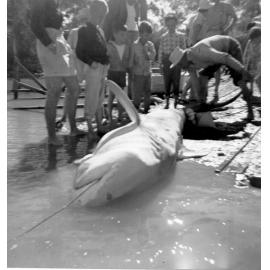 Shark caught in Rollingstone Creek, ca 1950