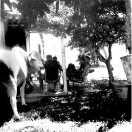 Brutus', the Brahman bull at hobby farm, Bluewater, n.d. 