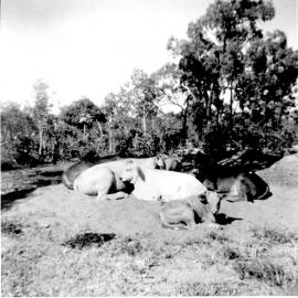 Brahman cows, Bluewater, n.d. 