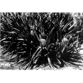Pineapples, Horseshoe Bay, Magnetic Island, 1956