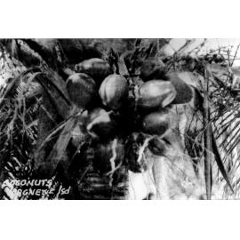 Magnetic Island, Horseshoe Bay, Coconuts, 1956 