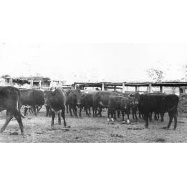 Sea Beach Holm, maiden's blush vines over dip in cattle yard built by John Brabon and Jim Hamett, n.d. 