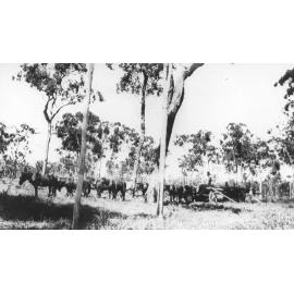 George Brabon and a wagon containing electric light poles, ca 1930 